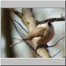 Parus palustris - Sumpfmeise 01.jpg